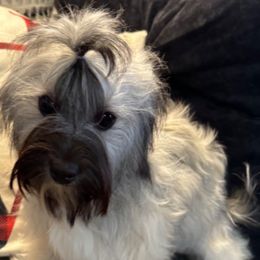 Ikki - Coton de Tulear
