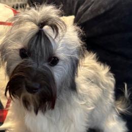 Ikki - Coton de Tulear