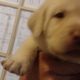 Labrador Retrievers from Ball Family Labradors