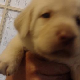Labrador Retrievers from Ball Family Labradors