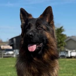 Legends - German Shepherd
