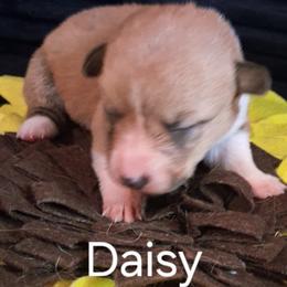 Daisy - Red female Pembroke Welsh Corgi puppy in Kingman, Kansas from Tiny Titans K9
