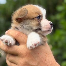 Isandro Algiz Gebo - Fawn male Pembroke Welsh Corgi puppy in Hallandalle, Florida from Algiz Gebo