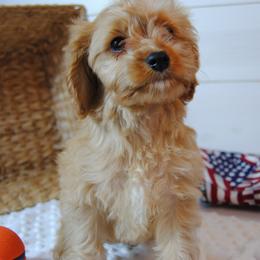 Rusty - Red male Cavapoo puppy in Mountain Grove, Missouri from Dogwood & Sassafras Companions