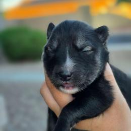 Kirito - Agouti and white male Siberian Husky puppy in Buckeye, Arizona from Anime Huskies