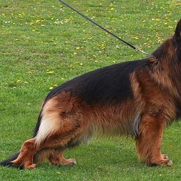 German Shepherd puppies from Furman German Shepherds