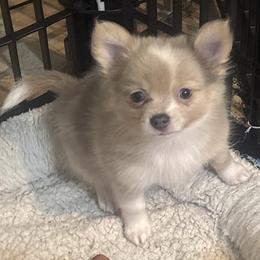 Joey - Tri-colored male Pomeranian puppy in De Leon Springs, Florida from Legendary French Bulldogs