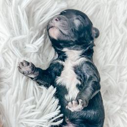Boy 6 - Black and white male Bernedoodle puppy in Otisville, Michigan from Danie’s Darling Doodles LLC