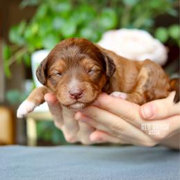 Aura - Sable female Bernedoodle puppy in Salado, Texas from Red Ranch Dogs