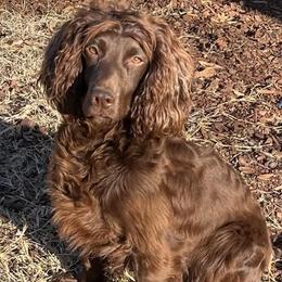 English Cocker Spaniel puppies from Belews Creek Gundogs
