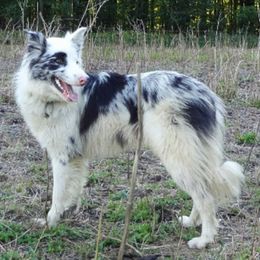 Border Collie All Grown Up from Little  Foxx Farms