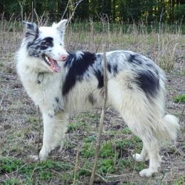 Border Collie All Grown Up from Little  Foxx Farms