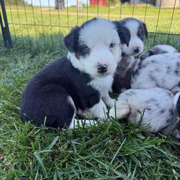 Zeke - Black & white male Miniature Australian Shepherd puppy in Marion, Michigan from Highland Hills Mini Aussies