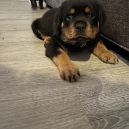Rottweiler Puppies from Vom Allegiance Haus