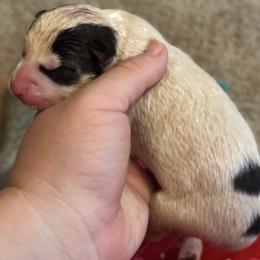 Crinkle - Black and white male Siberian Husky puppy in Mechanicsville, Virginia from Shinko Siberians
