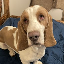 Dash - Basset Hound