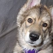 Northern Inuit Dogs from Squam River American Northern Inuit Dogs