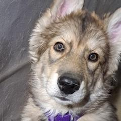 Northern Inuit Dogs from Squam River American Northern Inuit Dogs