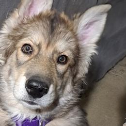 Northern Inuit Dogs from Squam River American Northern Inuit Dogs