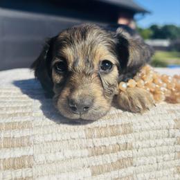 Daphne - Cream female Dachshund puppy in Altus, Oklahoma from Johnson Prairie Pups