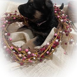 German Shepherd Puppies from Stonewick German Shepherds