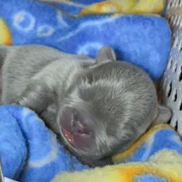 Boy 3 - Blue male French Bulldog puppy in Bolingbrook, Illinois from Flores Frenchies