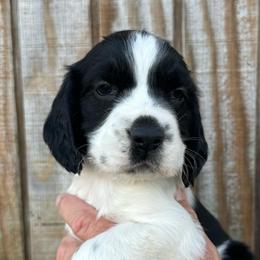 Boy 4 - Black and white male English Springer Spaniel puppy in Godley, Texas from Legacy Springer Spaniels
