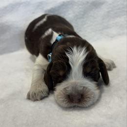Light blue boy - Tri-Roan male English Springer Spaniel puppy in Lincoln, Texas from LeeCo. Springers