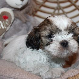 Boy 4 - Red and white male Shih Tzu puppy in Craig, Colorado from Rocky Mountain Shih Tzus and Dry Creek Miniature Dachshunds