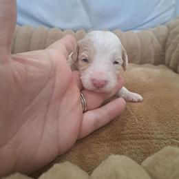 Parti Boy - Brown and white male Bernedoodle puppy in Lafayette, Alabama from Williams Lake Doodles