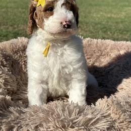 Yellow girl - Parti female Goldendoodle puppy in Waskom, Texas from Pearls & Curls doodles & poodles
