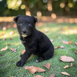 Harmony - Black tri-color female Australian Shepherd puppy in Statesville, North Carolina from Charming Australian Shepherds