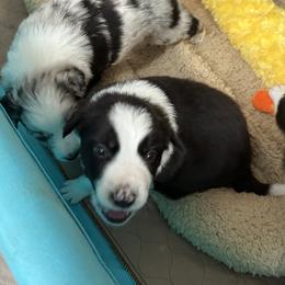 Border Collie Puppies from Roaring River Border Collies