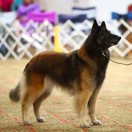 Belgian Tervuren All Grown Up from Coyote Run Tervuren