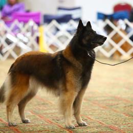 Belgian Tervuren All Grown Up from Coyote Run Tervuren