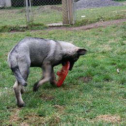 Shiloh Shepherd Puppies from Solace Shilohs