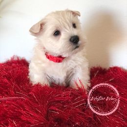 Shihpoo, Shih Tzu, and West Highland White Terrier Puppies from Westie Way & Polly Tzu Shih tzu and more