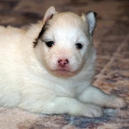 Molly natural stump tail - White female Pomsky puppy in Frazeysburg, Ohio from Mountain High Kennels