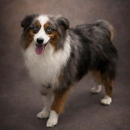 Cody - Toy Australian Shepherd