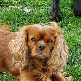Kelso - Cavalier King Charles Spaniel