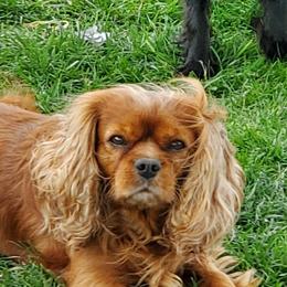 Kelso - Cavalier King Charles Spaniel