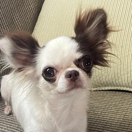 Chihuahua puppies from ChiWowTown Chihuahuas