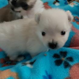 Boy 2 - Cream male Pomeranian puppy in Linwood, North Carolina from My Tiny Paws
