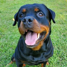 Brook - Rottweiler
