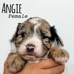 Angie - Blue merle female Aussiedoodle puppy in Flagstaff, Arizona from Gunstock Doodles