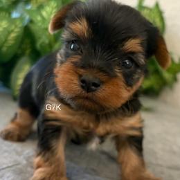 Girl - Black and gold female Yorkshire Terrier puppy in Killeen, Texas from Grand 7 Kennelz