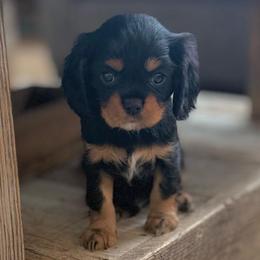 WINSTON - Black and tan male Cavalier King Charles Spaniel puppy in Draper, Utah from Peaks Pups — Exceptional by Nature. Raised with Purpose.