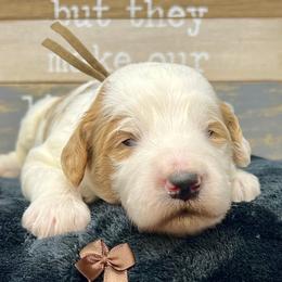 Brown Male - Parti male Goldendoodle puppy in Great Falls, Montana from Montana Goldendoodles