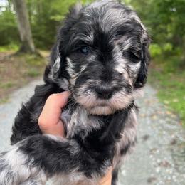 Rainbow - Merle female Goldendoodle puppy in New Ringgold, Pennsylvania from Hawk Mountain Doodles