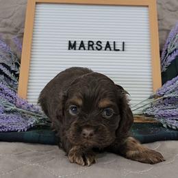 AKC Marsali - Sable female Cocker Spaniel puppy in Morristown, Tennessee from Down in the Holler